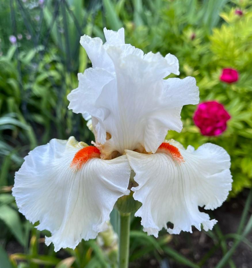Photo of Tall Bearded Iris (Iris 'Nordica') uploaded by MaryDurtschi