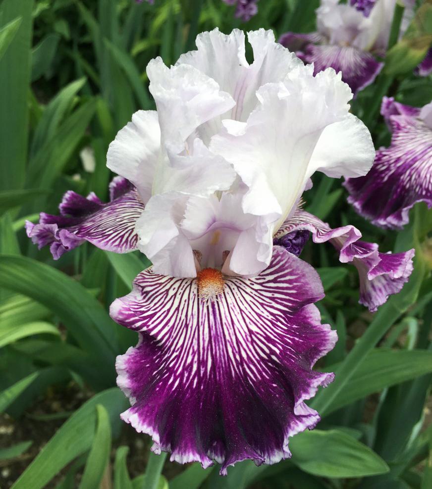 Photo of Tall Bearded Iris (Iris 'Gypsy Geena') uploaded by MaryDurtschi