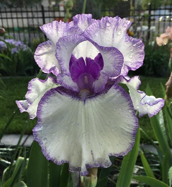 Photo of Tall Bearded Iris (Iris 'Patriotic Heart') uploaded by MaryDurtschi