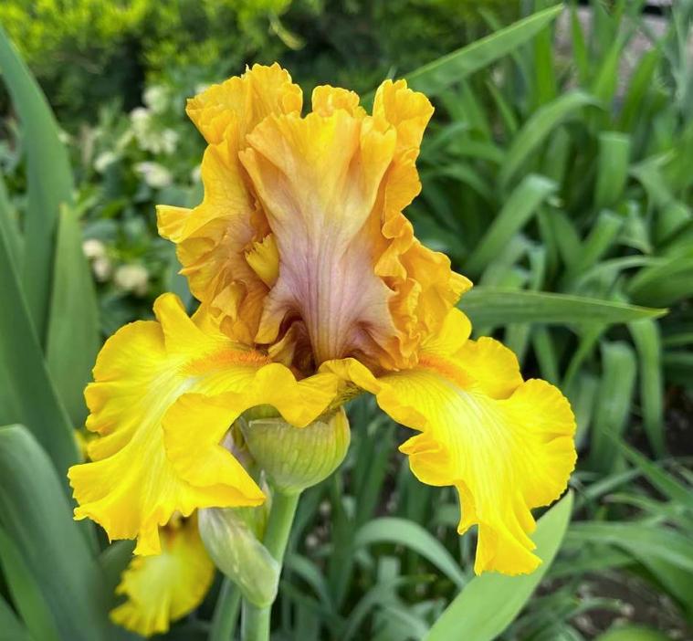 Photo of Tall Bearded Iris (Iris 'Nouveau Riche') uploaded by MaryDurtschi