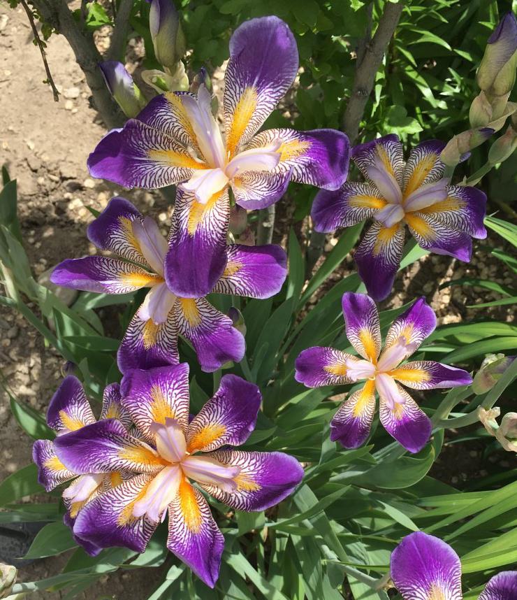 Photo of Tall Bearded Iris (Iris 'Rhythm') uploaded by MaryDurtschi