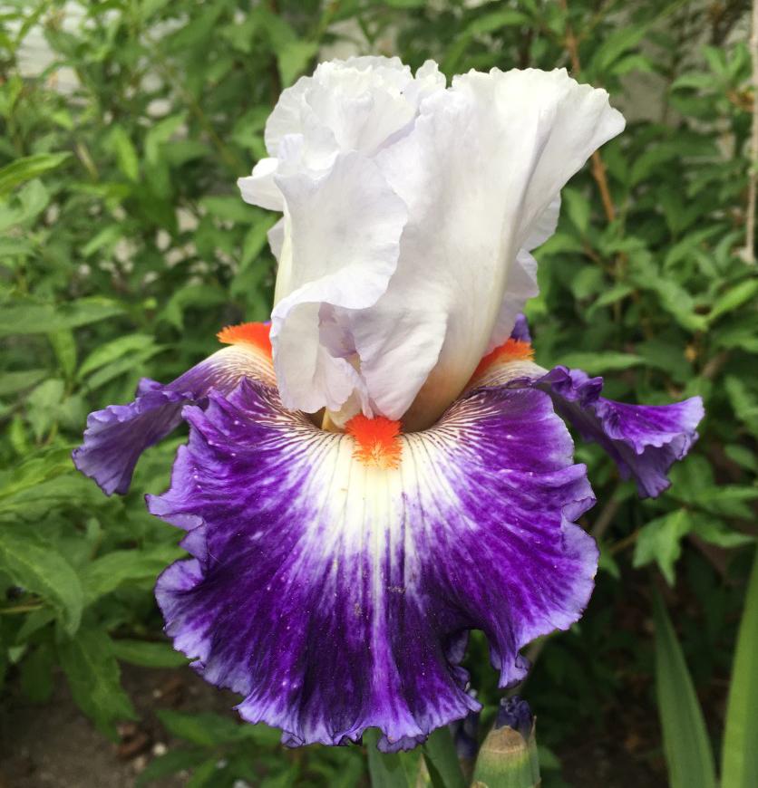 Photo of Tall Bearded Iris (Iris 'Gypsy Lord') uploaded by MaryDurtschi