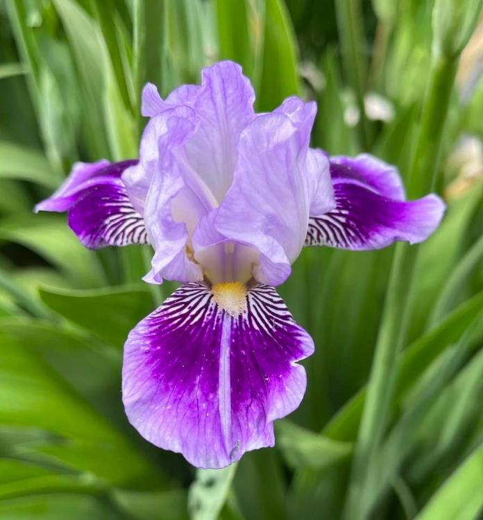 Photo of Miniature Tall Bearded Iris (Iris 'Dividing Line') uploaded by MaryDurtschi