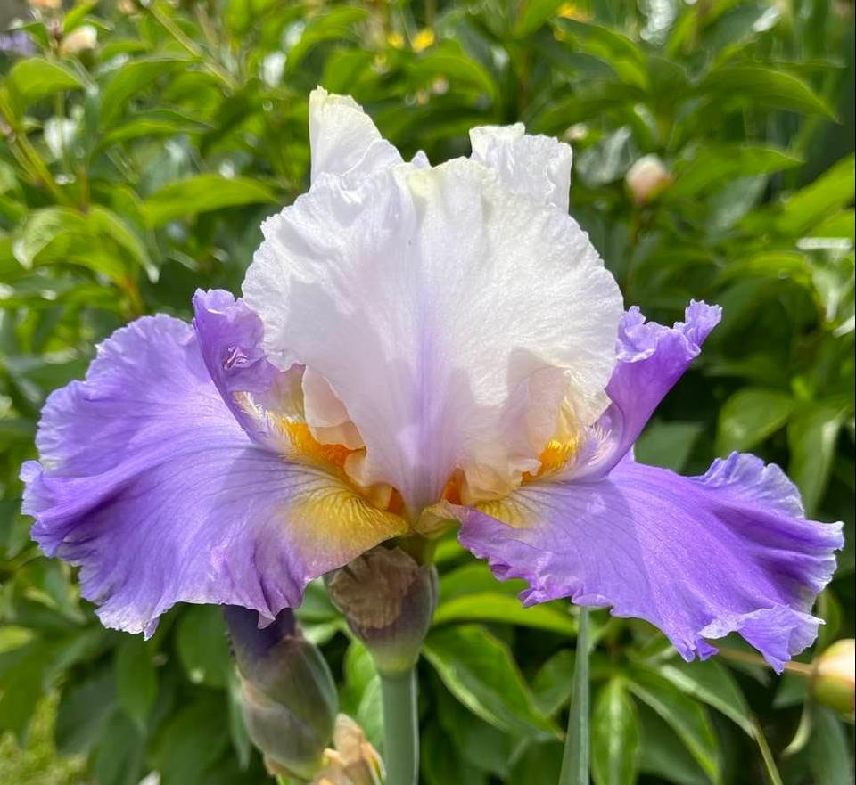 Photo of Tall Bearded Iris (Iris 'Mist Arising') uploaded by MaryDurtschi