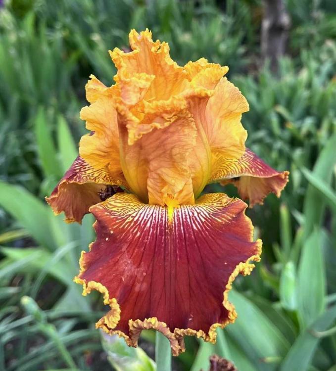 Photo of Tall Bearded Iris (Iris 'Michigan Pride') uploaded by MaryDurtschi