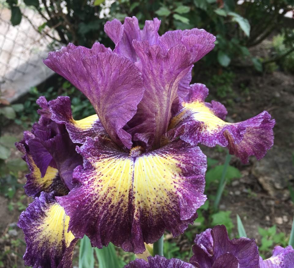 Photo of Tall Bearded Iris (Iris 'Foolish Dreamer') uploaded by MaryDurtschi