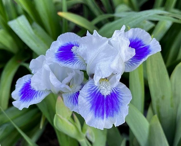 Photo of Standard Dwarf Bearded Iris (Iris 'Open Your Eyes') uploaded by MaryDurtschi