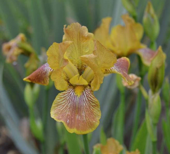 Photo of Miniature Tall Bearded Iris (Iris 'Breakfast in Bed') uploaded by MaryDurtschi