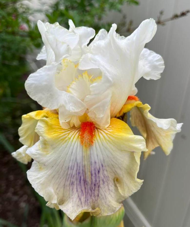 Photo of Tall Bearded Iris (Iris 'Quandary') uploaded by MaryDurtschi