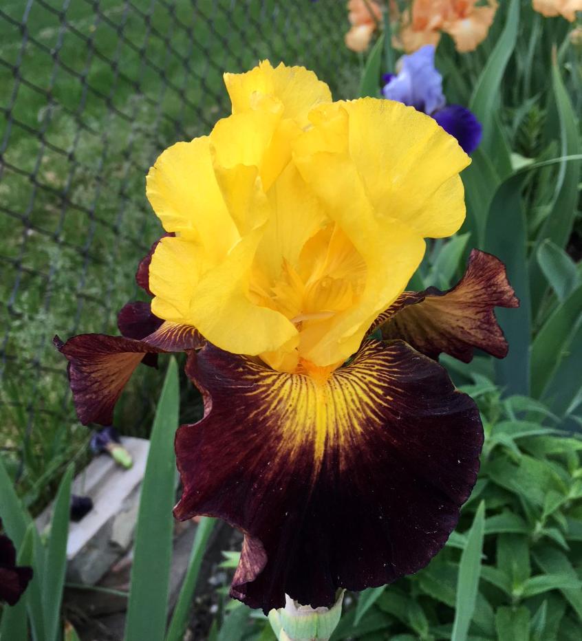 Photo of Tall Bearded Iris (Iris 'Explicit') uploaded by MaryDurtschi