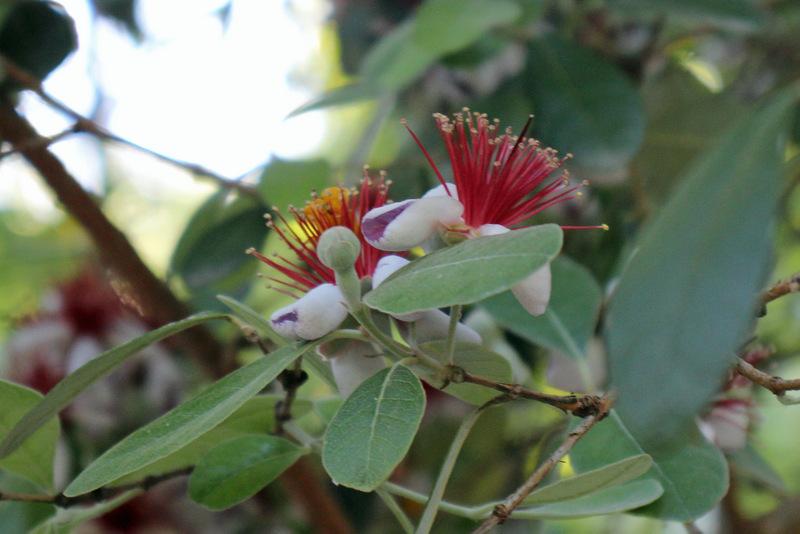 Photo of Pineapple Guava (Feijoa sellowiana) uploaded by RuuddeBlock