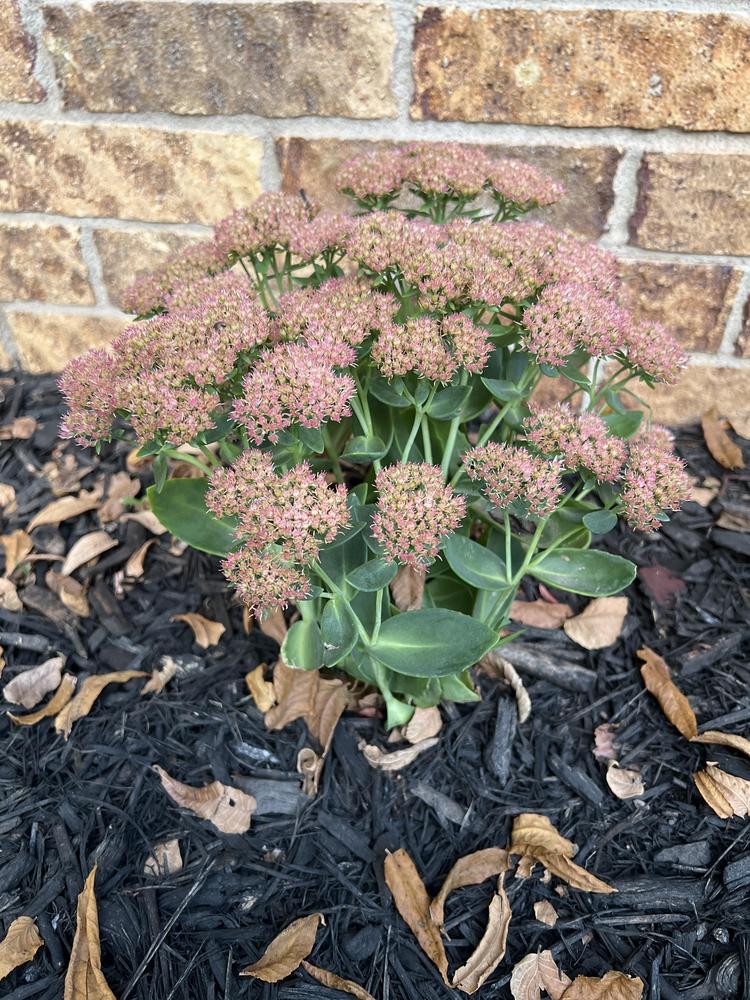 Photo of Stonecrop (Hylotelephium spectabile 'Autumn Fire') uploaded by headabove