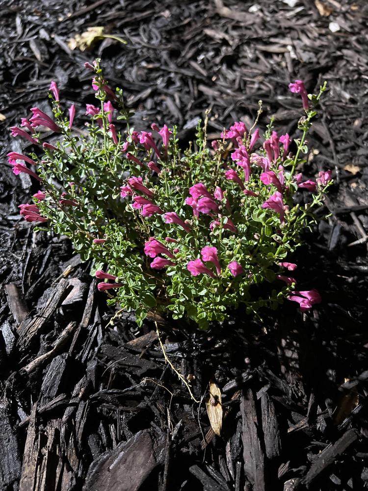 Photo of Pink Texas Skullcap (Scutellaria suffrutescens) uploaded by headabove
