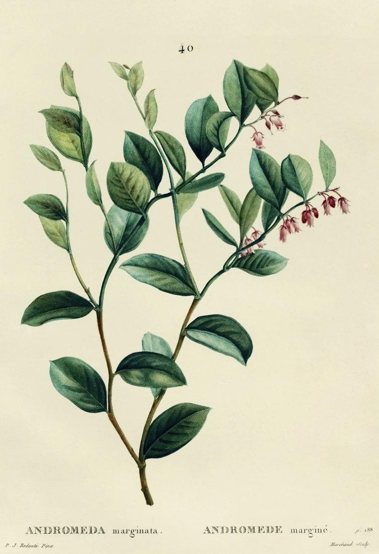 Photo of Fetterbush (Lyonia lucida) uploaded by scvirginia
