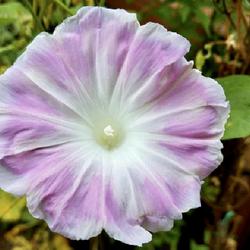 Location: Wilmington, Delaware USA
Japanese morning glory with no cultivar name