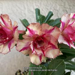 Location: My garden in Tampa, Florida
Date: 2022-10-08
My grafted Adenium, ‘Mrs. Rose’.