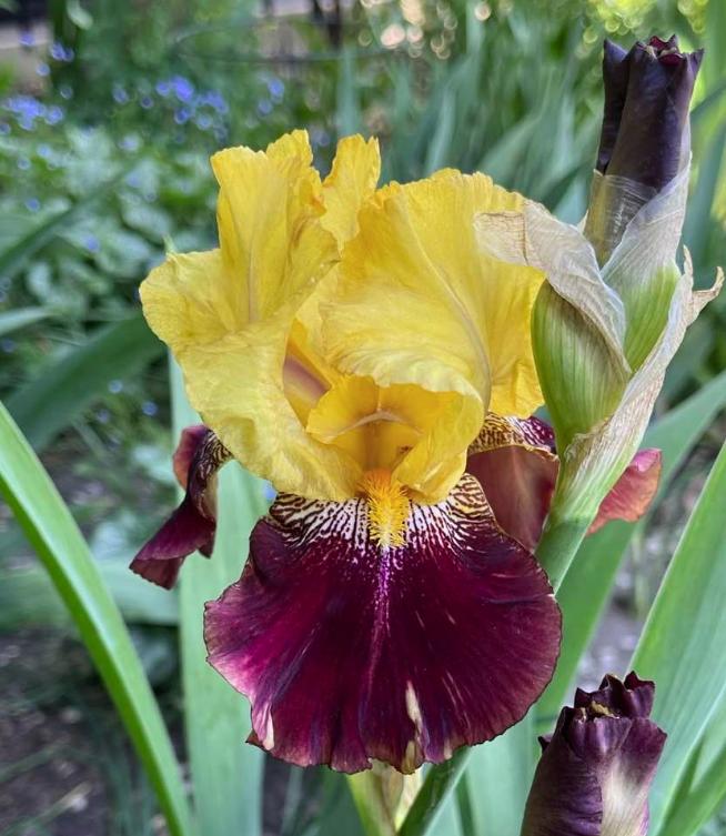 Photo of Tall Bearded Iris (Iris 'Ziggy') uploaded by MaryDurtschi