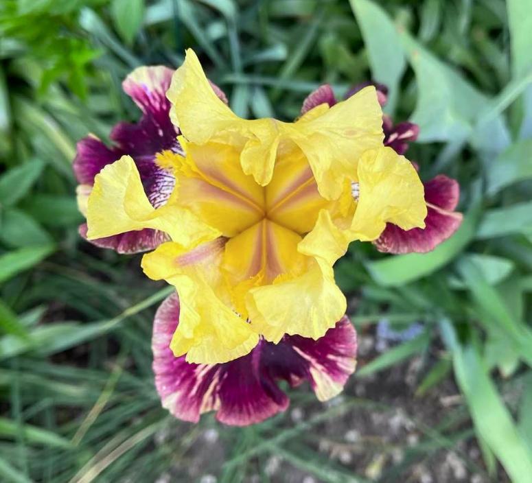 Photo of Tall Bearded Iris (Iris 'Ziggy') uploaded by MaryDurtschi