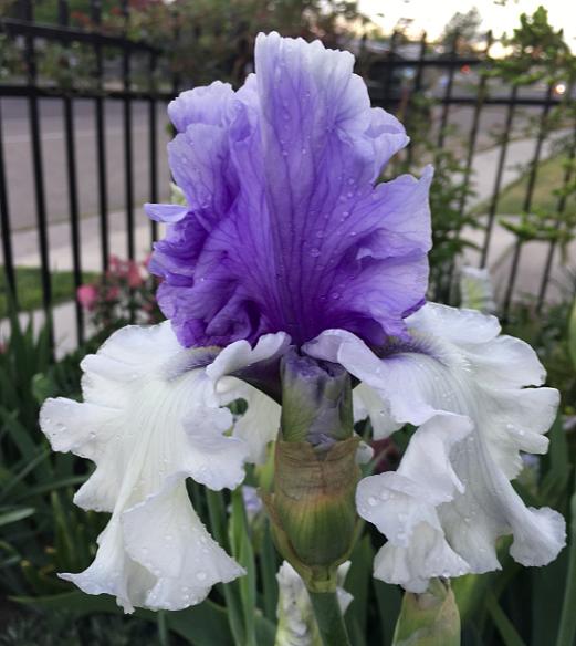 Photo of Tall Bearded Iris (Iris 'Wintry Sky') uploaded by MaryDurtschi