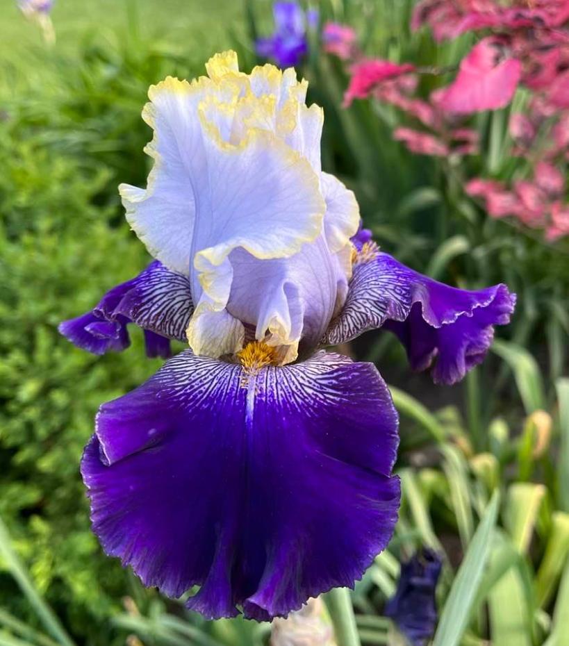Photo of Tall Bearded Iris (Iris 'Slovak Prince') uploaded by MaryDurtschi