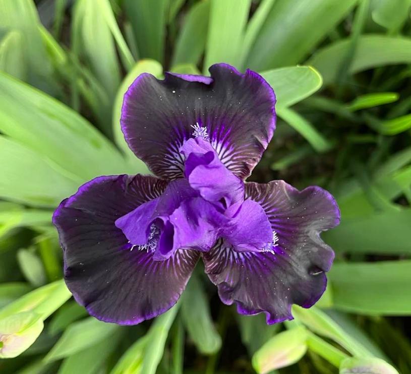 Photo of Intermediate Bearded Iris (Iris 'Star in the Night') uploaded by MaryDurtschi