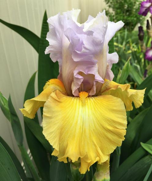Photo of Tall Bearded Iris (Iris 'Stay Stylish') uploaded by MaryDurtschi