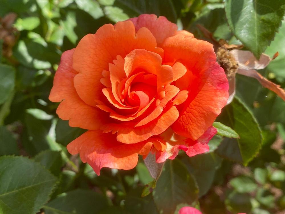 Photo of Rose (Rosa 'Easy Does It') uploaded by SL_gardener