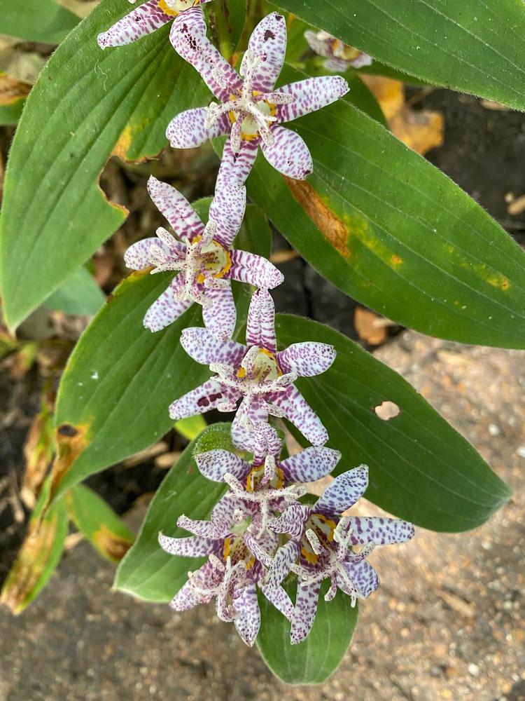 Photo of Japanese Toad Lily (Tricyrtis hirta) uploaded by SL_gardener