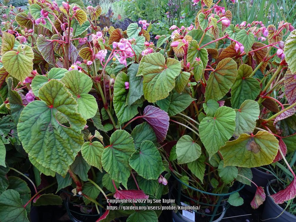 Photo of Hardy Begonia (Begonia grandis subsp. grandis) uploaded by kniphofia