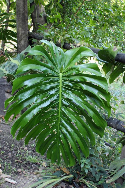 Photo of Split-Leaf Philodendron (Monstera deliciosa) uploaded by RuuddeBlock