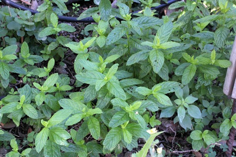 Photo of Curly Mint (Mentha spicata subsp. spicata) uploaded by RuuddeBlock