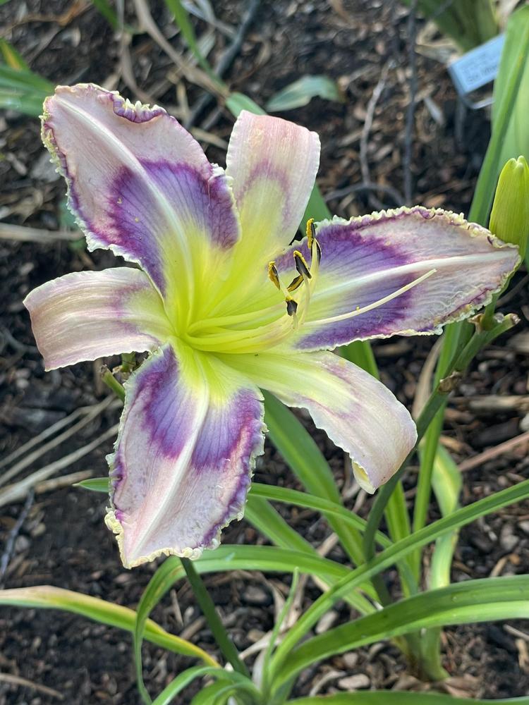 Photo of Daylily (Hemerocallis 'Entwined in the Vine') uploaded by Zoia