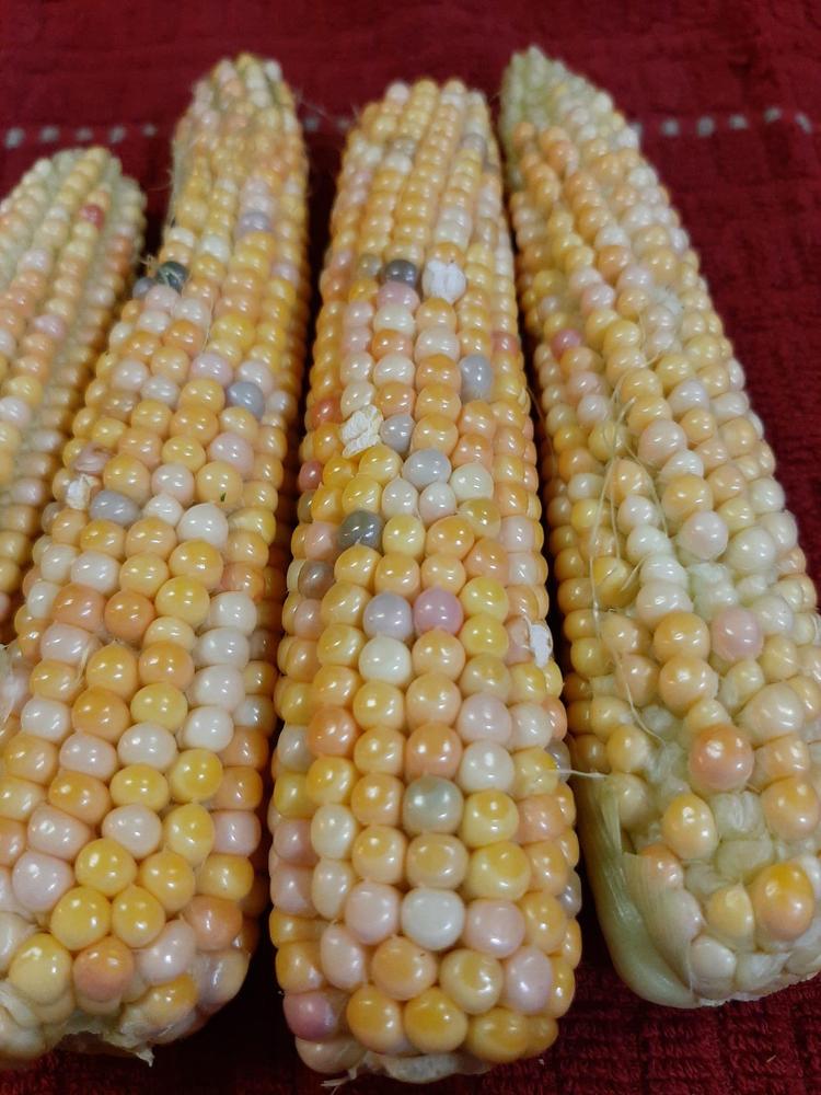 Photo of Popcorn (Zea mays subsp. mays 'Glass Gem') uploaded by pixie62560