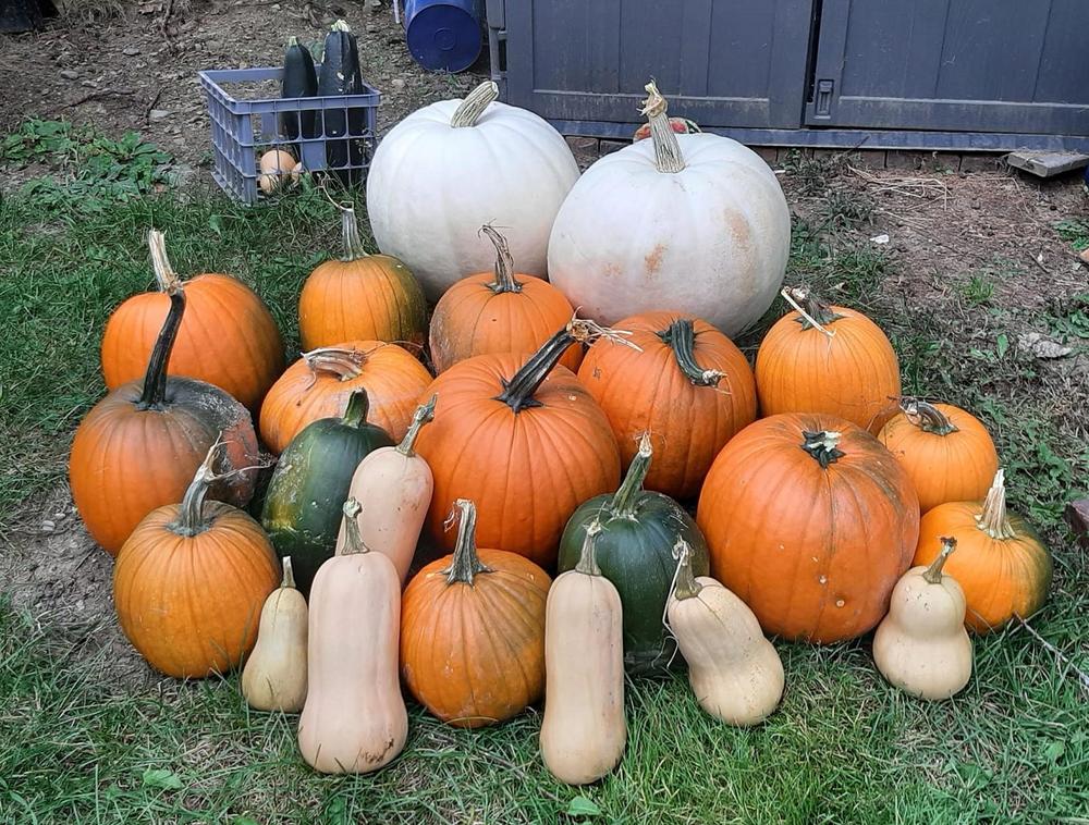 Photo of Gourds, Squashes and Pumpkins (Cucurbita) uploaded by pixie62560