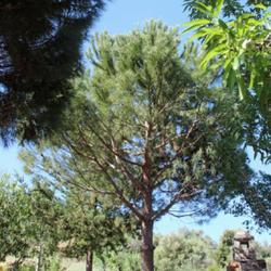 Location: Botanical garden of Crete
Date: 2022-06-01