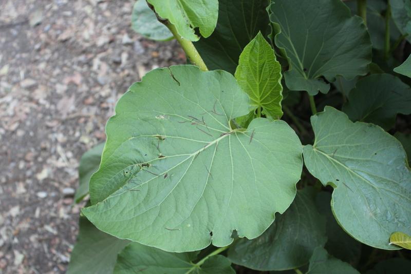Photo of Root Beer Plant (Piper auritum) uploaded by RuuddeBlock