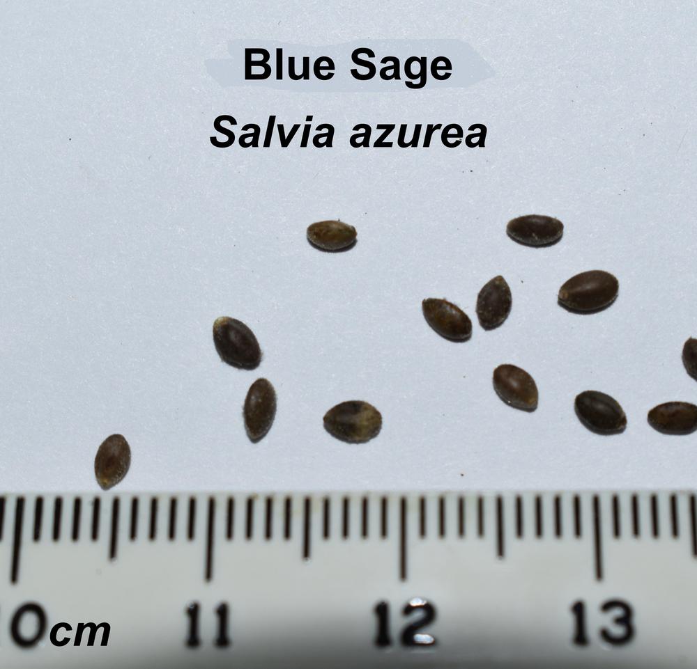 Photo of Blue Sage (Salvia azurea) uploaded by mmolyson