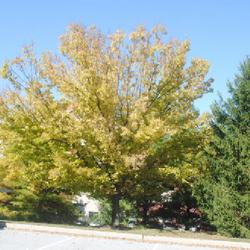 Location: Downingtown, Pennsylvania
Date: 2022-10-11
maturing planted tree in a campus landscape
