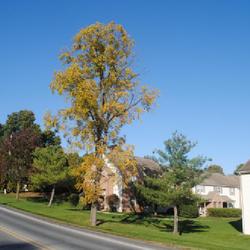 Location: Reading, Pennsylvania
Date: 2022-10-09
upright, mature but not full-grown trees in fall color at a lands