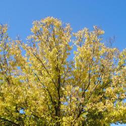 Location: Downingtown, Pennsylvania
Date: 2022-10-11
top of tree with fall foliage