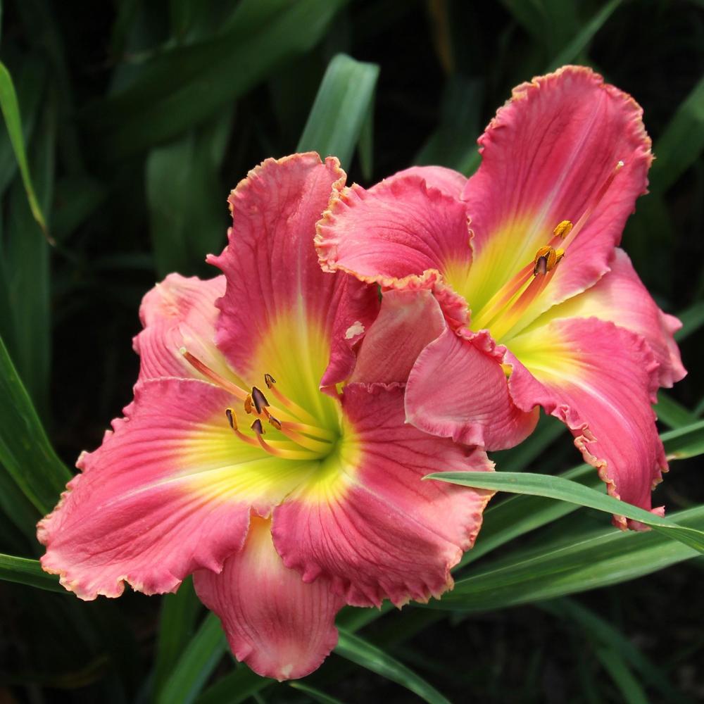 Photo of Daylily (Hemerocallis 'In the Heart of It All') uploaded by jkporter