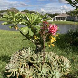 Location: My garden in Tampa, Florida
Date: 2022-10-11
My desert rose and succulents combinations