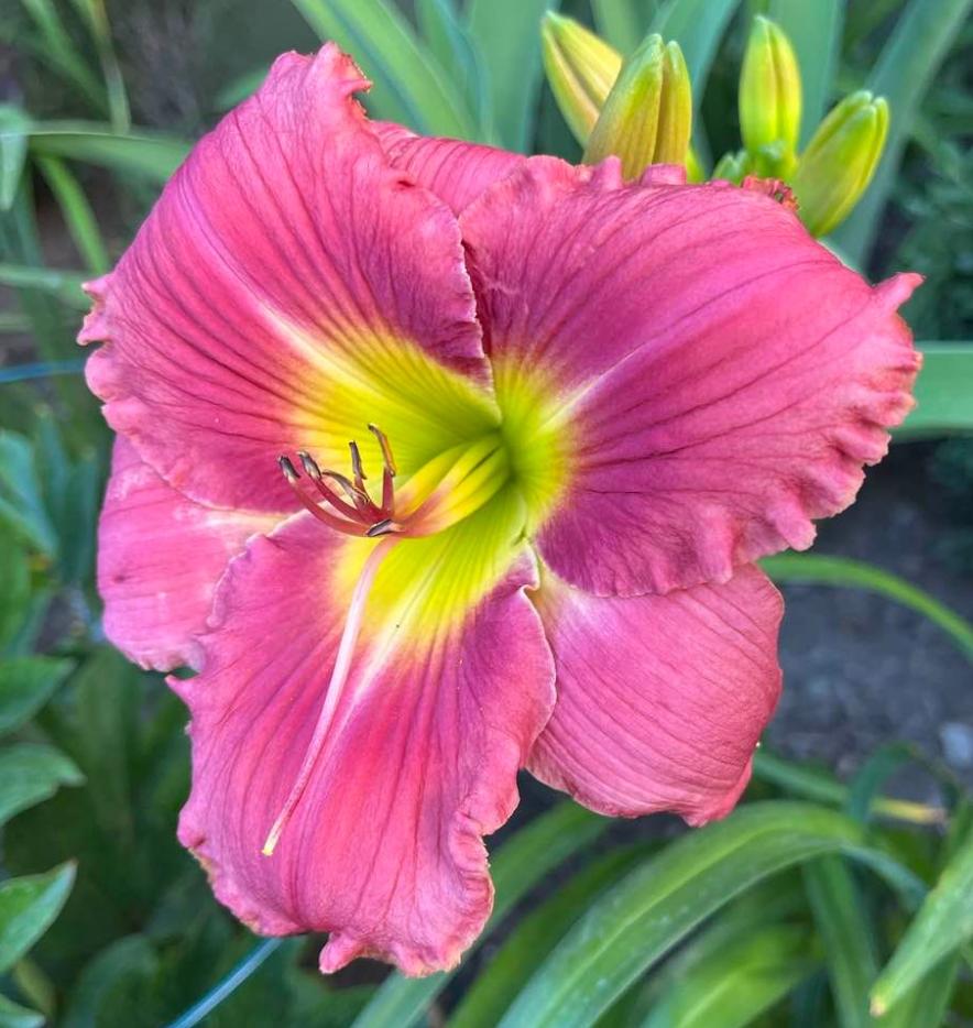 Photo of Daylily (Hemerocallis 'In the Heart of It All') uploaded by MaryDurtschi