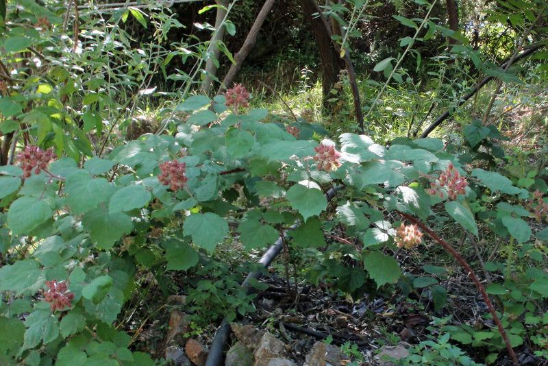 Photo of Raspberry (Rubus idaeus) uploaded by RuuddeBlock