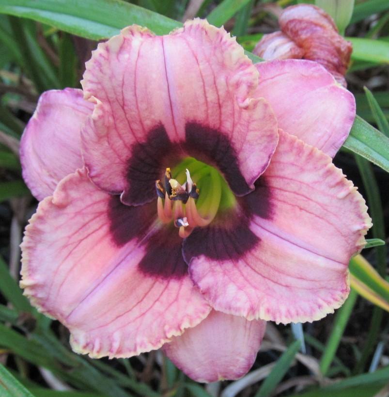 Photo of Daylily (Hemerocallis 'Orchid Candy') uploaded by Sscape