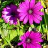 Bloom in Fall, Daisy Falls Purple, Osteospermum
