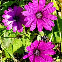 Location: Ann Arbor, Michigan
Date: 2022-10-11
Bloom in Fall, Daisy Falls Purple, Osteospermum