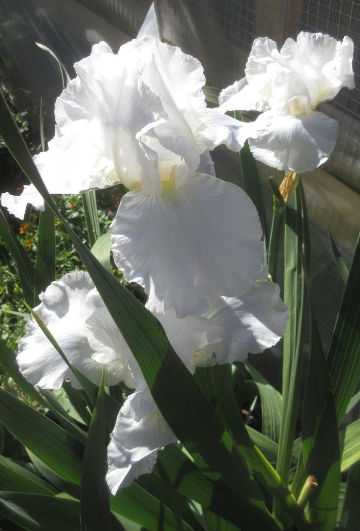 Photo of Tall Bearded Iris (Iris 'Immortality') uploaded by janelp_lee