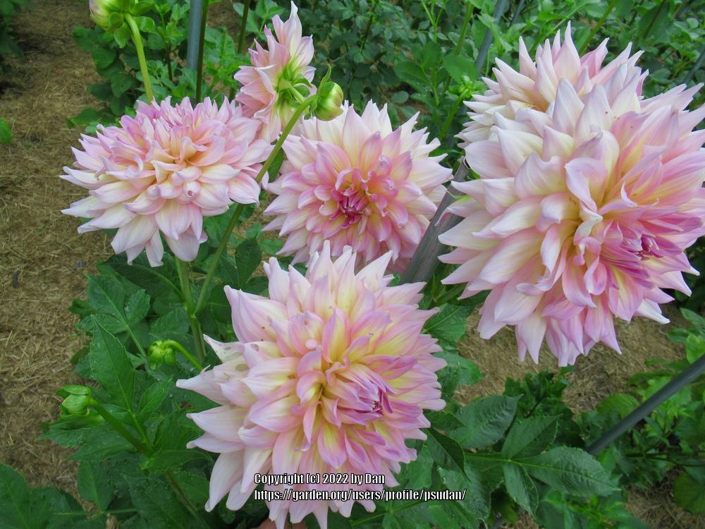 Photo of Dahlia 'Kidd's Climax' uploaded by psudan