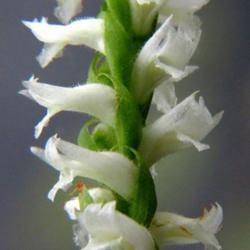Location: Aberdeen, NC Pages Lake park
Date: October 13, 2022
Nodding Lady's Tresses #41; RAB p. 346, 49-12-2; AG p. 501, 110-9